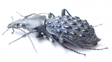 Carabus (Coptolabrus) pustulifer  China - INSECTS-STORE.RU