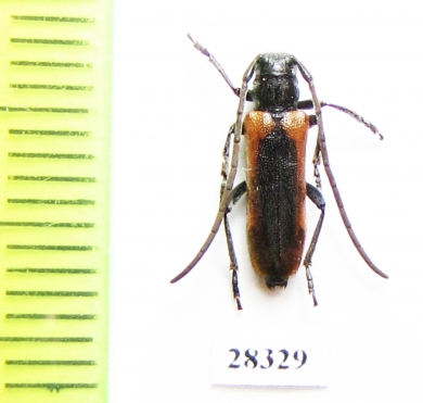 Phytoecia circumdata  Uzbekistan - INSECTS-STORE.RU