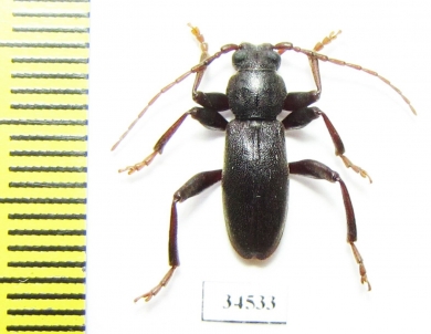 Drymochares starcki starcki  Russia, Krasnodar reg. - INSECTS-STORE.RU