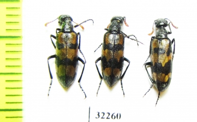 Meloidae sp.  South Africa Rep. - INSECTS-STORE.RU