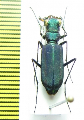 Calomera sp.  Thailand - INSECTS-STORE.RU