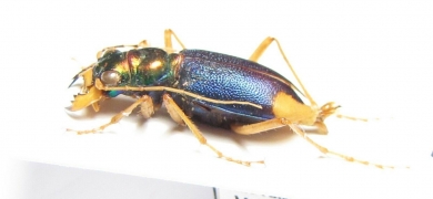 Tetracha sobrina  Peru - INSECTS-STORE.RU