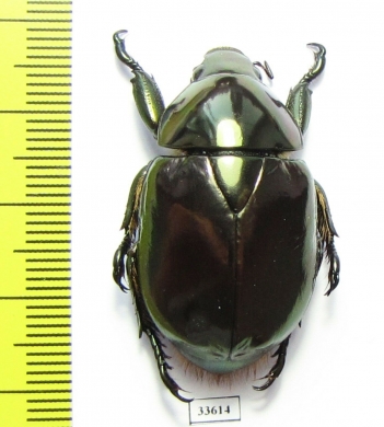 Paratelaugis curoei  Panama 37mm - INSECTS-STORE.RU