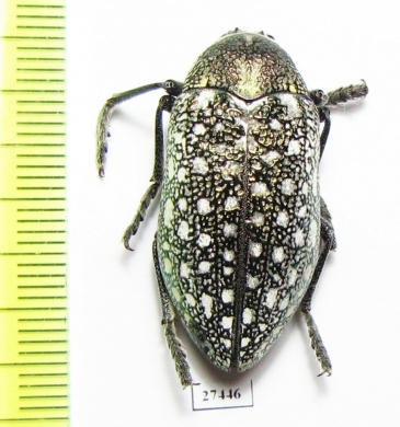 Julodis euphratica ssp.  Iran, Hormozgan prov. - INSECTS-STORE.RU