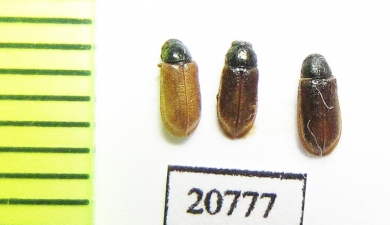 Melyridae sp.  Mongolia - INSECTS-STORE.RU