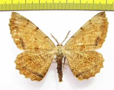 Geometridae sp.  Russia, Far East - INSECTS-STORE.RU