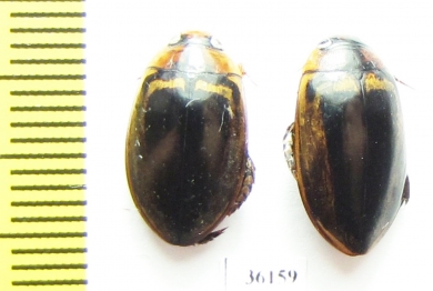 Dytiscidae sp., pair  Thailand - INSECTS-STORE.RU