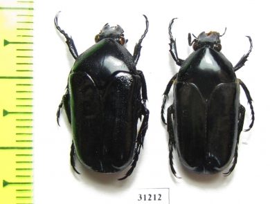 Cetoniinae sp.  Indonesia, Bali isl. - INSECTS-STORE.RU