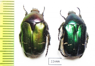 Cetonia aurata pisana  France - INSECTS-STORE.RU