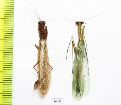 Mantodea sp.  South Africa Rep. - INSECTS-STORE.RU