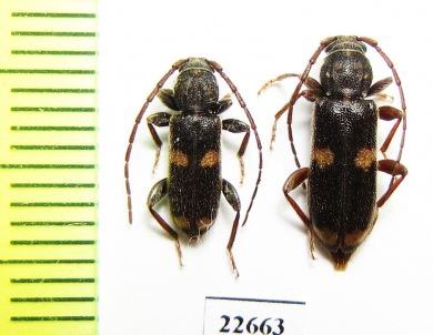 Cerambycidae sp., pair  South Africa Rep. - INSECTS-STORE.RU