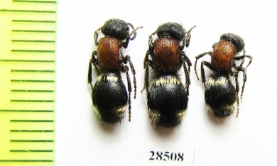 Mutillidae sp.  Kazakhstan - INSECTS-STORE.RU