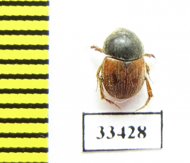 Ochodaeus cornifrons  Tajikistan - INSECTS-STORE.RU