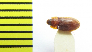 Zopheridae sp.  India - INSECTS-STORE.RU