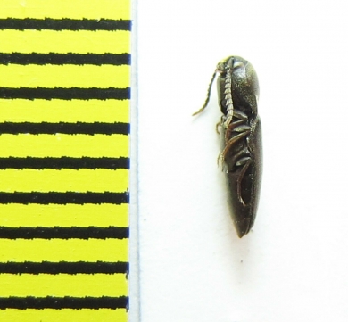 Clypeorhagus clypeatus  Belorussia - INSECTS-STORE.RU
