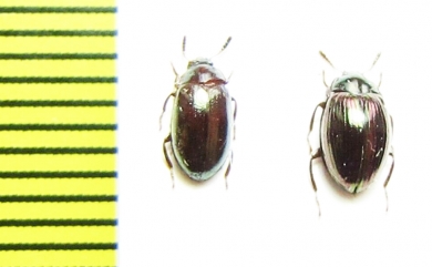 Tenebrionidae sp.  Malaysia - INSECTS-STORE.RU
