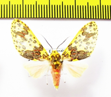 Erebidae sp.  Ecuador - INSECTS-STORE.RU