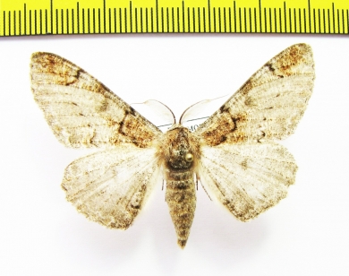 Geometridae sp.  Russia, Far East - INSECTS-STORE.RU