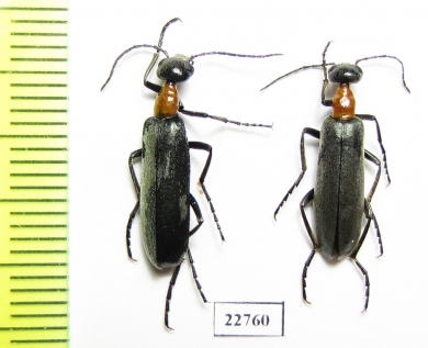 Meloidae sp.  South Africa Rep. - INSECTS-STORE.RU