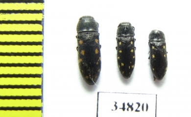 Acmaeodera saxicola  Turkey - INSECTS-STORE.RU