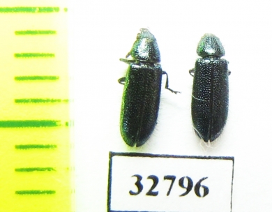 Melyridae sp.  South Africa Rep. - INSECTS-STORE.RU