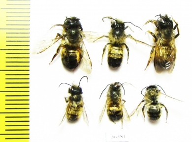 Hymenoptera sp.  Russia, Kaluga reg. - INSECTS-STORE.RU