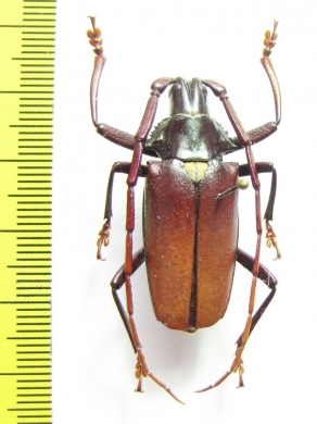 Pyrodes longiceps  Mexico 35mm - INSECTS-STORE.RU