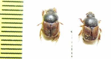 Ochodaeus cornifrons  Kirgizstan - INSECTS-STORE.RU