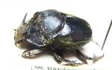 Proagoderus sp.  Indonesia, Kalimantan - INSECTS-STORE.RU