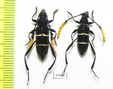 Euryarthrum kalimantanense  Indonesia, Kalimantan - INSECTS-STORE.RU