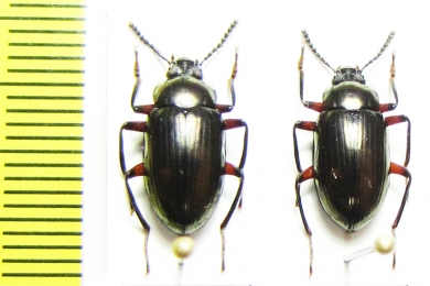 Tenebrionidae sp.  Malaysia - INSECTS-STORE.RU