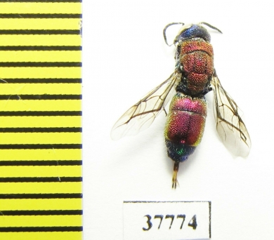 Chrysididae sp.  Russia, Moscow reg. - INSECTS-STORE.RU