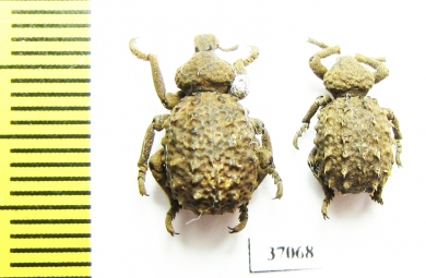 Brachyceridae sp.3  South Africa Rep. - INSECTS-STORE.RU
