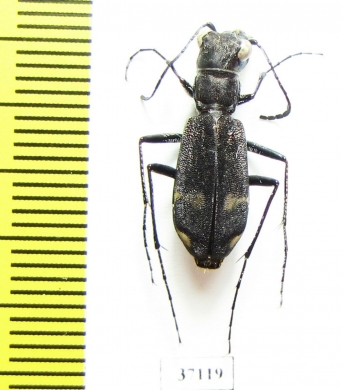 Cicindelinae sp.  Zambia - INSECTS-STORE.RU