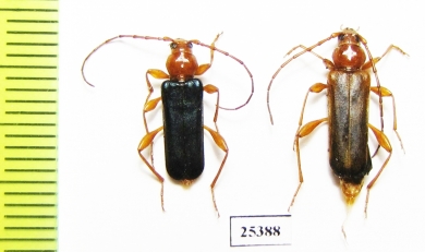 Phymatodes testaceus  Russia, Voronezh reg. - INSECTS-STORE.RU