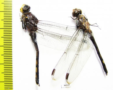 Odonata sp.  Thailand - INSECTS-STORE.RU