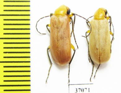 Meloidae sp.  South Africa Rep. - INSECTS-STORE.RU