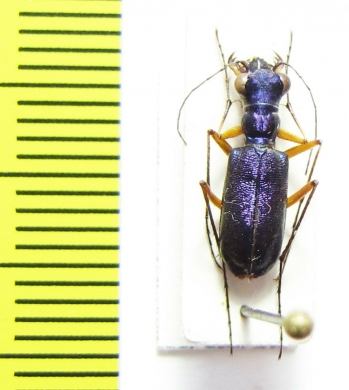 Heptodonta eugenia  Thailand - INSECTS-STORE.RU