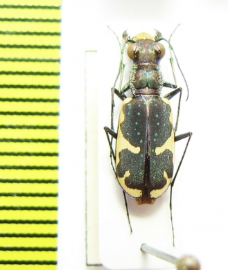 Cicindelidia schauppi  USA, Texas - INSECTS-STORE.RU