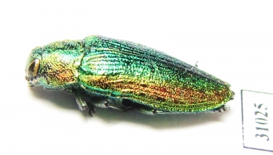 Lamprodila rutilans  Russia, Kaluga reg. - INSECTS-STORE.RU