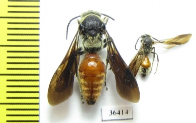 Mutillidae sp.  Malaysia, Borneo - INSECTS-STORE.RU