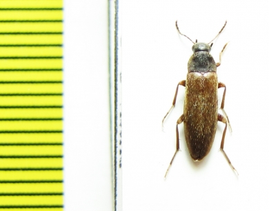 Melandrya rausuana  Russia, Far East - INSECTS-STORE.RU