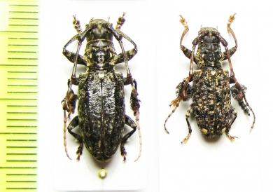 Imatocera plumosa  Malaysia, Borneo - INSECTS-STORE.RU