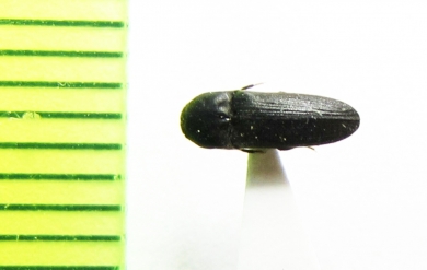 Dromaeolus barnabita  Russia, Tver reg. - INSECTS-STORE.RU