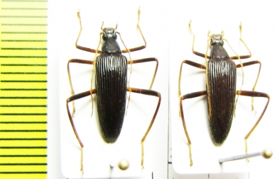 Tenebrionidae sp.  Malaysia - INSECTS-STORE.RU