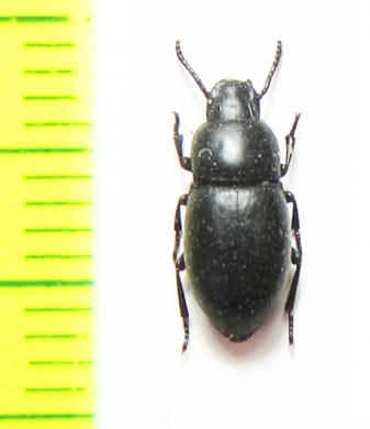 Calyptopsis emarginata  Azerbaijan - INSECTS-STORE.RU