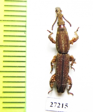 Brentidae sp.  South Africa Rep. - INSECTS-STORE.RU