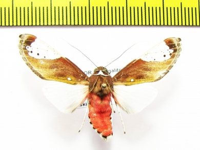 Erebidae sp.  Ecuador - INSECTS-STORE.RU