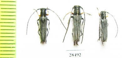 Phytoecia cylindrica  Russia, Tver reg. - INSECTS-STORE.RU