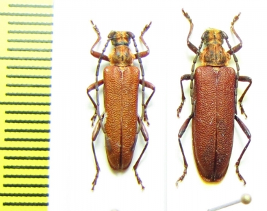 Enoploderes sanguineus, pair  Russia, Krasnodar reg. - INSECTS-STORE.RU